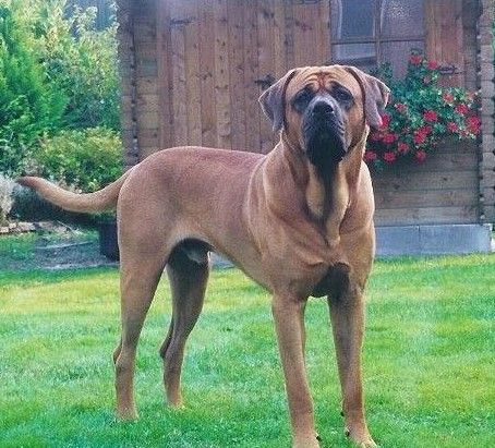 全世界100种名贵狗,世界上46多种名狗图文说明