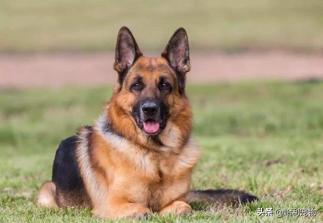 德牧还分两种？同根异枝，东德牧羊犬和西德牧羊