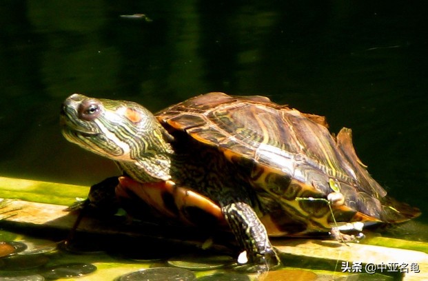 养龟秘籍搞笑,养龟绝招大全视频