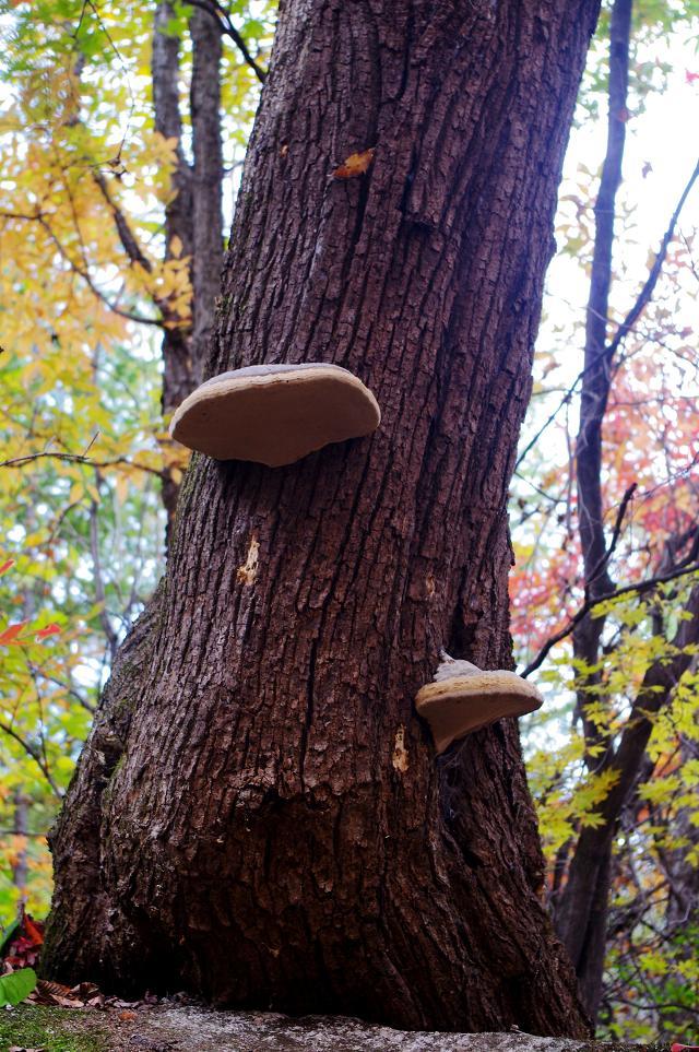 十一沿途风景,十一去红叶谷的景致