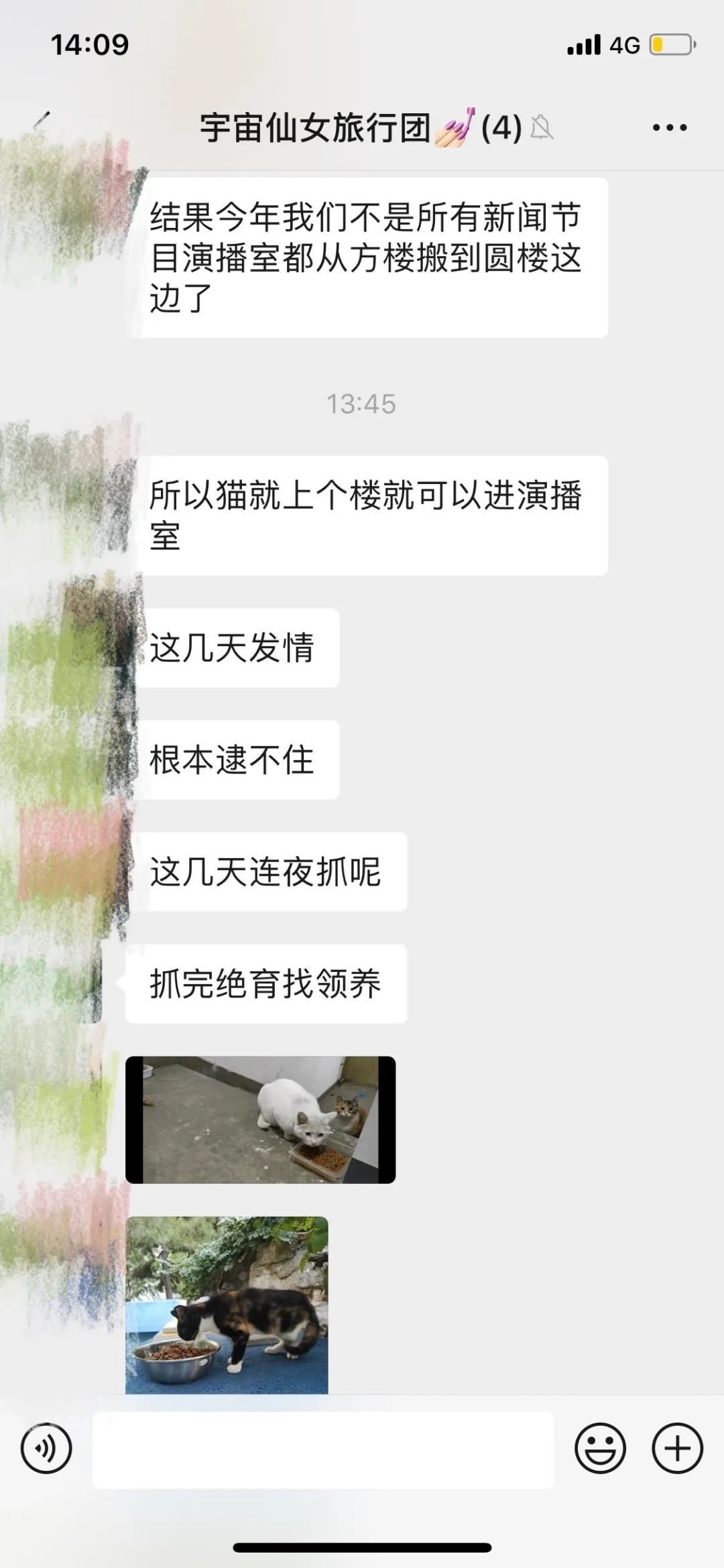 央视直播间猫叫背后原因,央视养猫辟谣