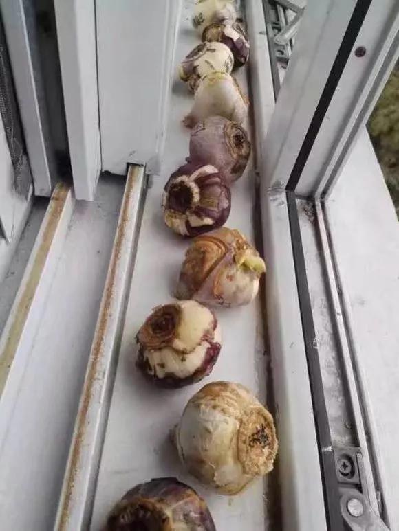 开过的风信子怎么处理,开过的风信子花球怎样处理