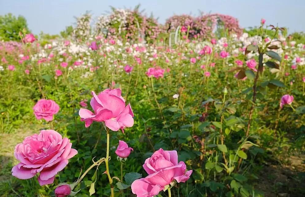 无锡尚贤河湿地夜光跑道路线,无锡古运河慢行步道