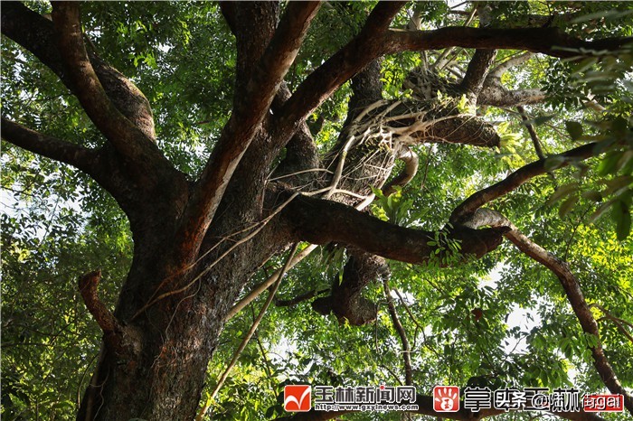 广西玉林容县千年古树,容县千年树