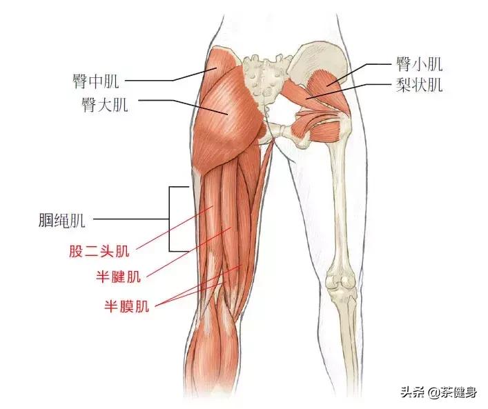 增强腰背肌力量的最好动作,强化腰椎稳定性动作