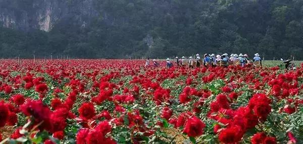 人间瑶池普者黑,丽江至普者黑自驾