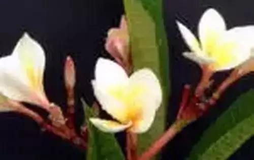 以桂花为市花的城市有哪些,中国每个城市的市花是什么