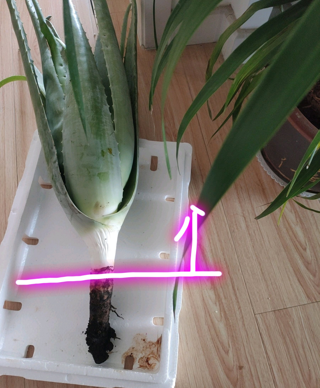 芦荟浇水方法芦荟需要施肥吗,芦荟根部腐烂叶子发黑怎么救活