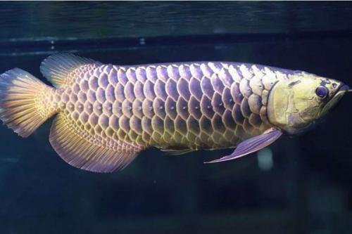 金龙鱼养殖者需要知道的注意事项，小心养不好损失大！