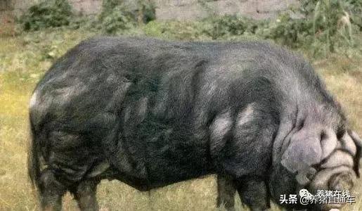 国内生猪品种大全,中国17个生猪品种