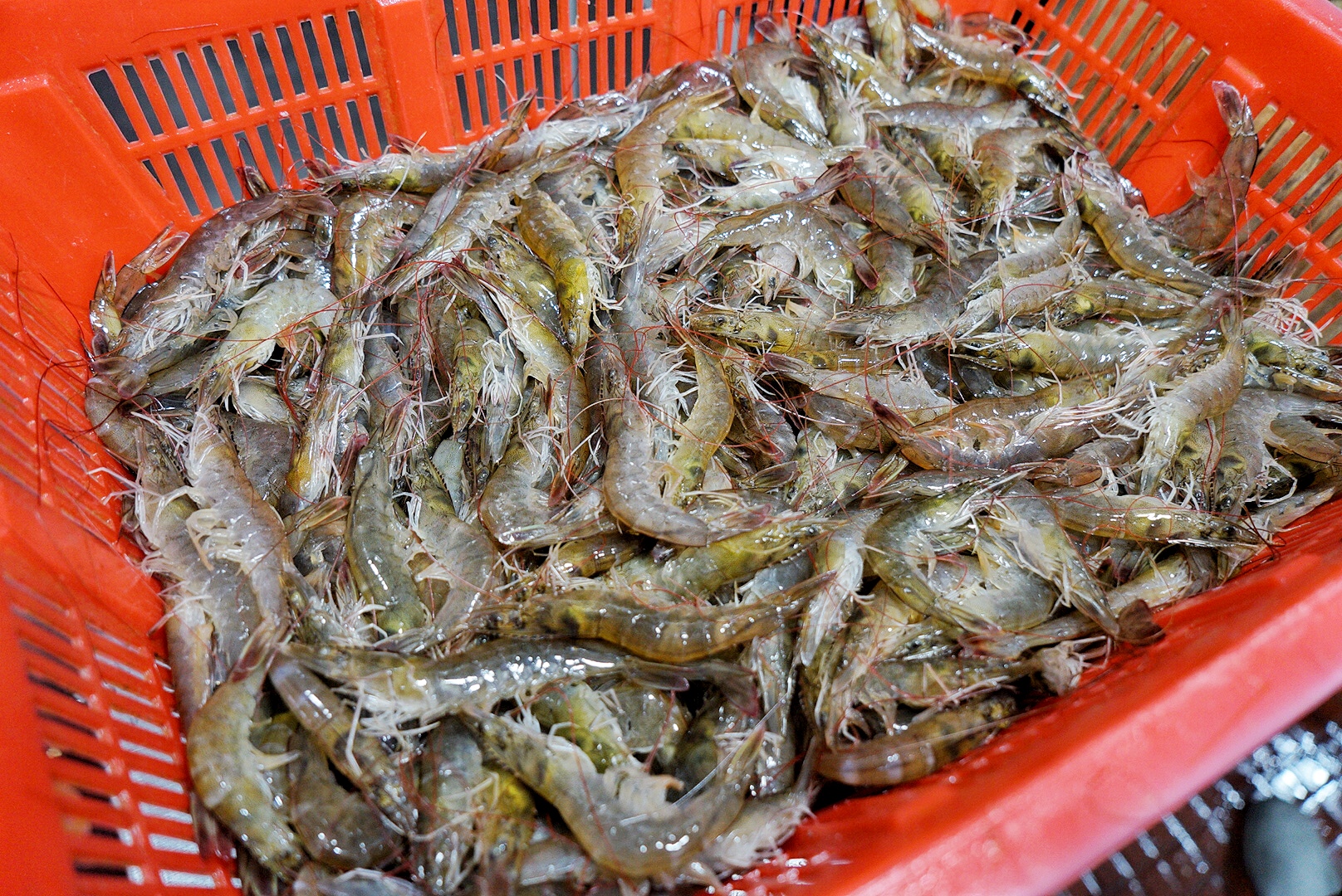 花都首家大理酸菜鱼专门店,云南空运酸菜,活鱼现煮,酸辣好过瘾