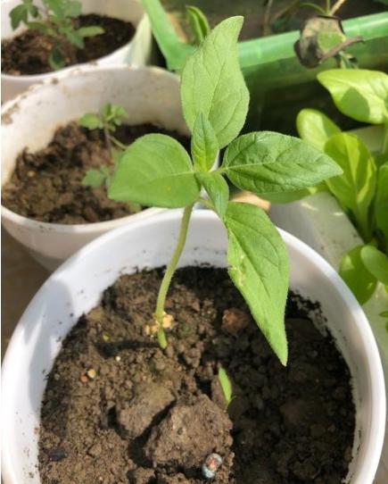 让向日葵长矮的方法是什么,让向日葵快速开花