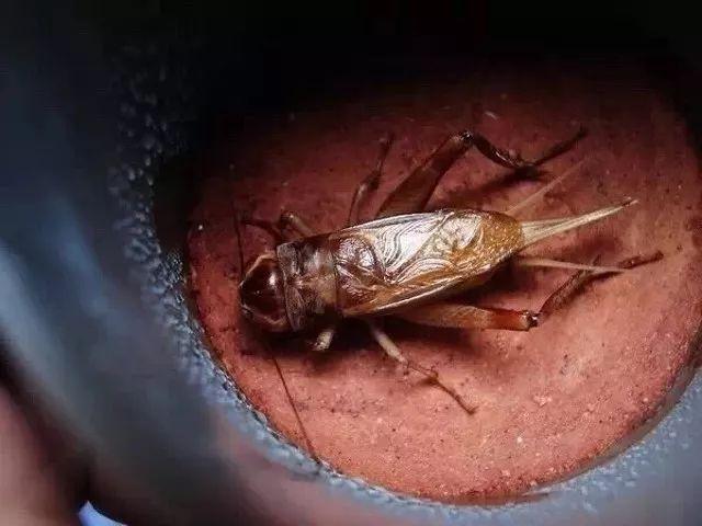 百艺杂谈,教你鸣虫界的八句“黑话”