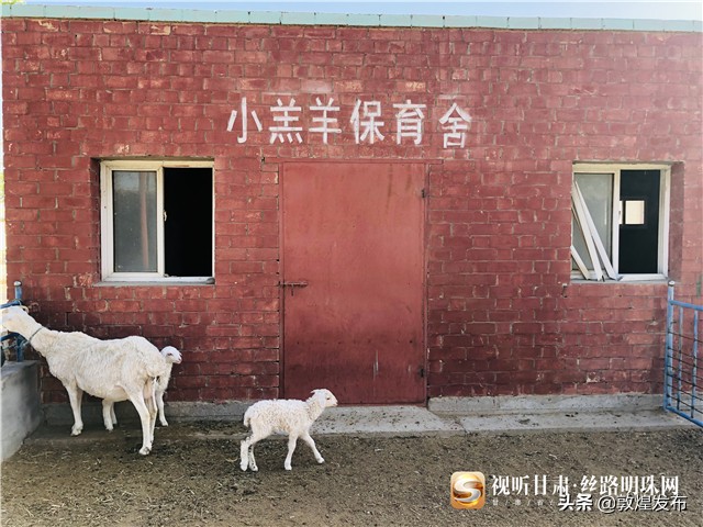 决战脱贫攻坚的微视频,甘肃武威民勤养羊