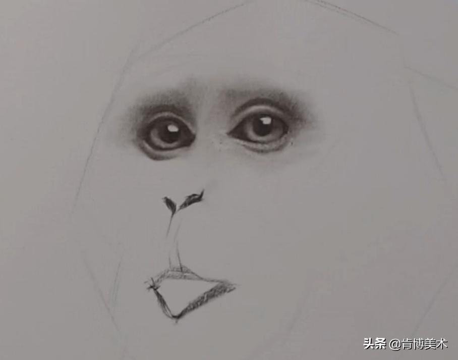 猴子素描教程,素描猴子图片大全大图