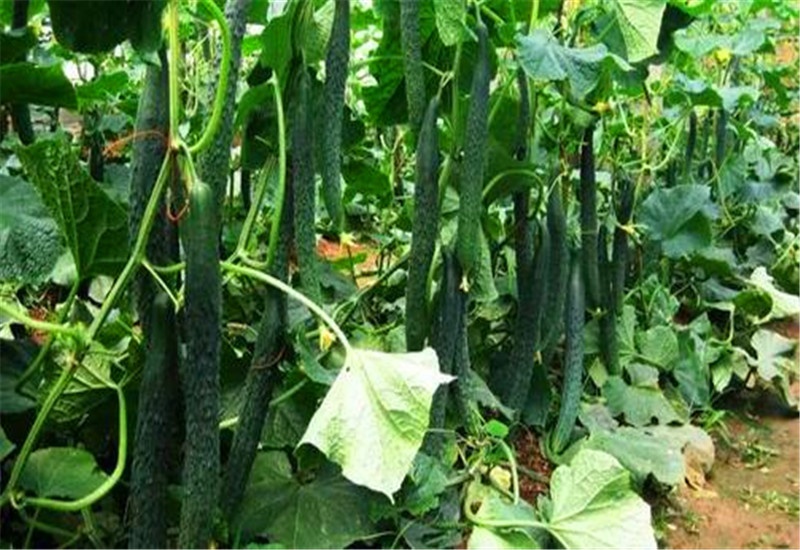 农村种植蔬菜一年赚多少钱,2018种植什么蔬菜最赚钱