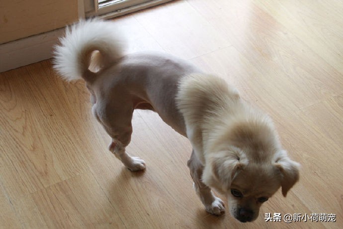 狗子理发后变成羊,狗子剃毛后成羊驼