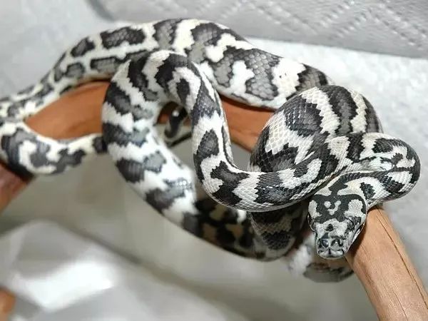 来自树梢上的艳丽-地毯蟒