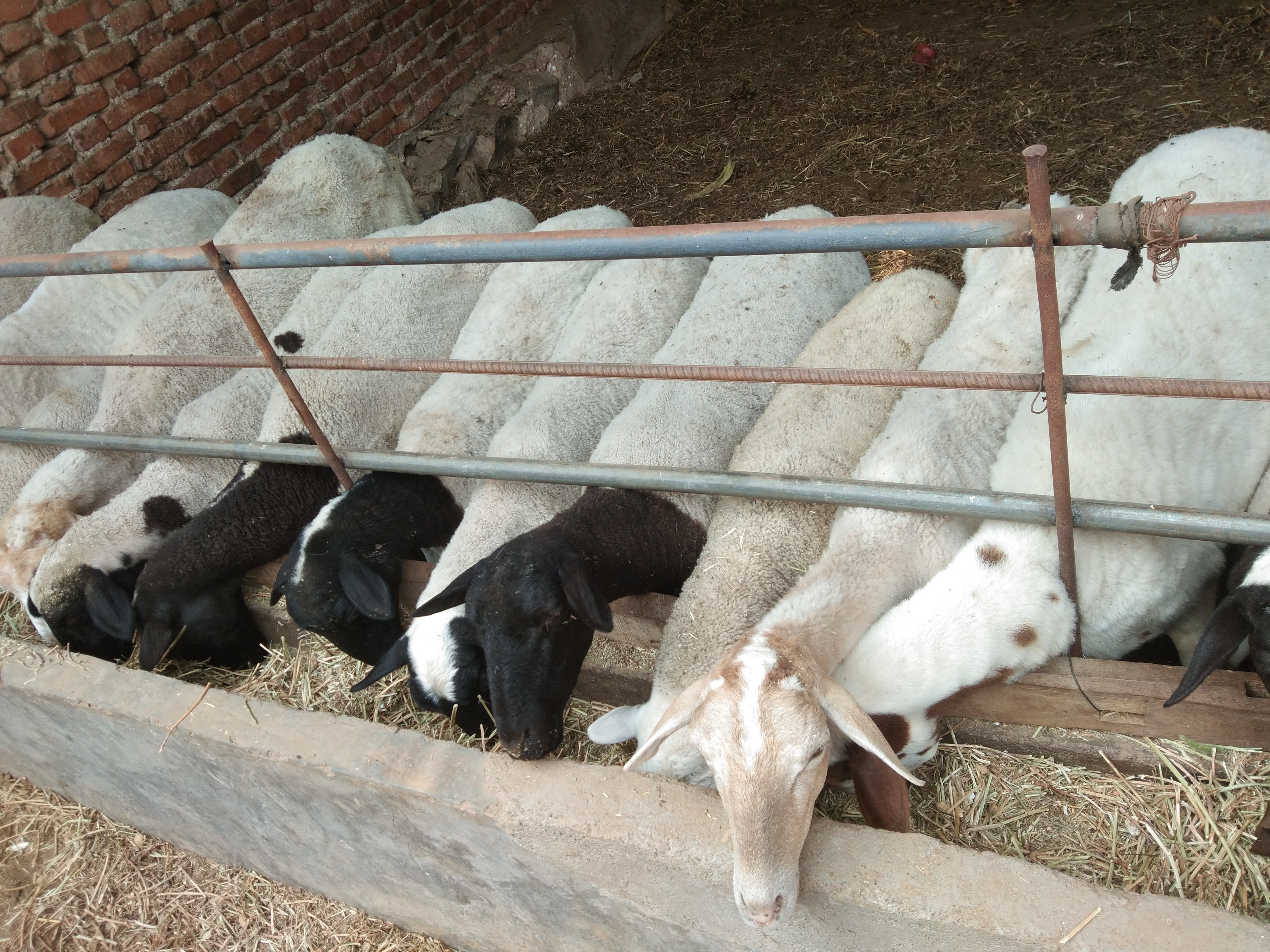 农民想搞小型养殖需什么手续,农村搞养殖场赚钱吗