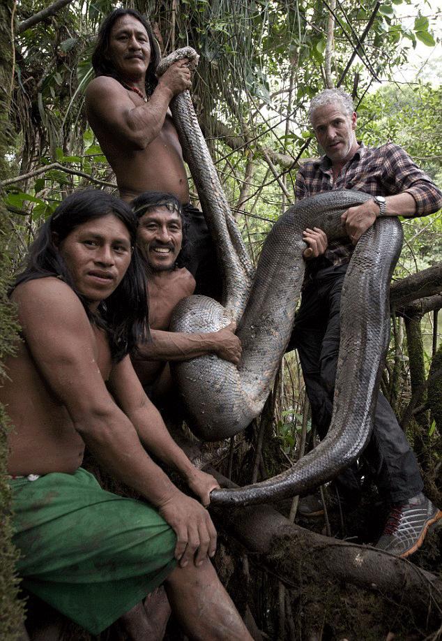 亚马逊热带雨林森蚺为什么不过海,最大的蛇森蚺生活在亚马逊雨林