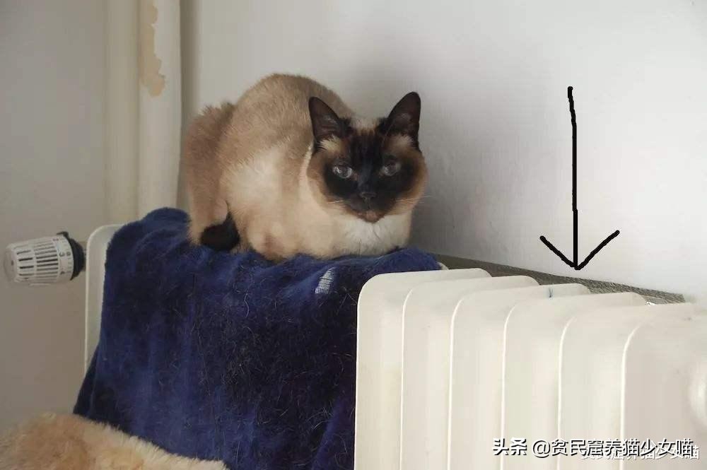 赤道养暹罗猫是不是就不会变黑了,暹罗猫冻黑了是什么原理