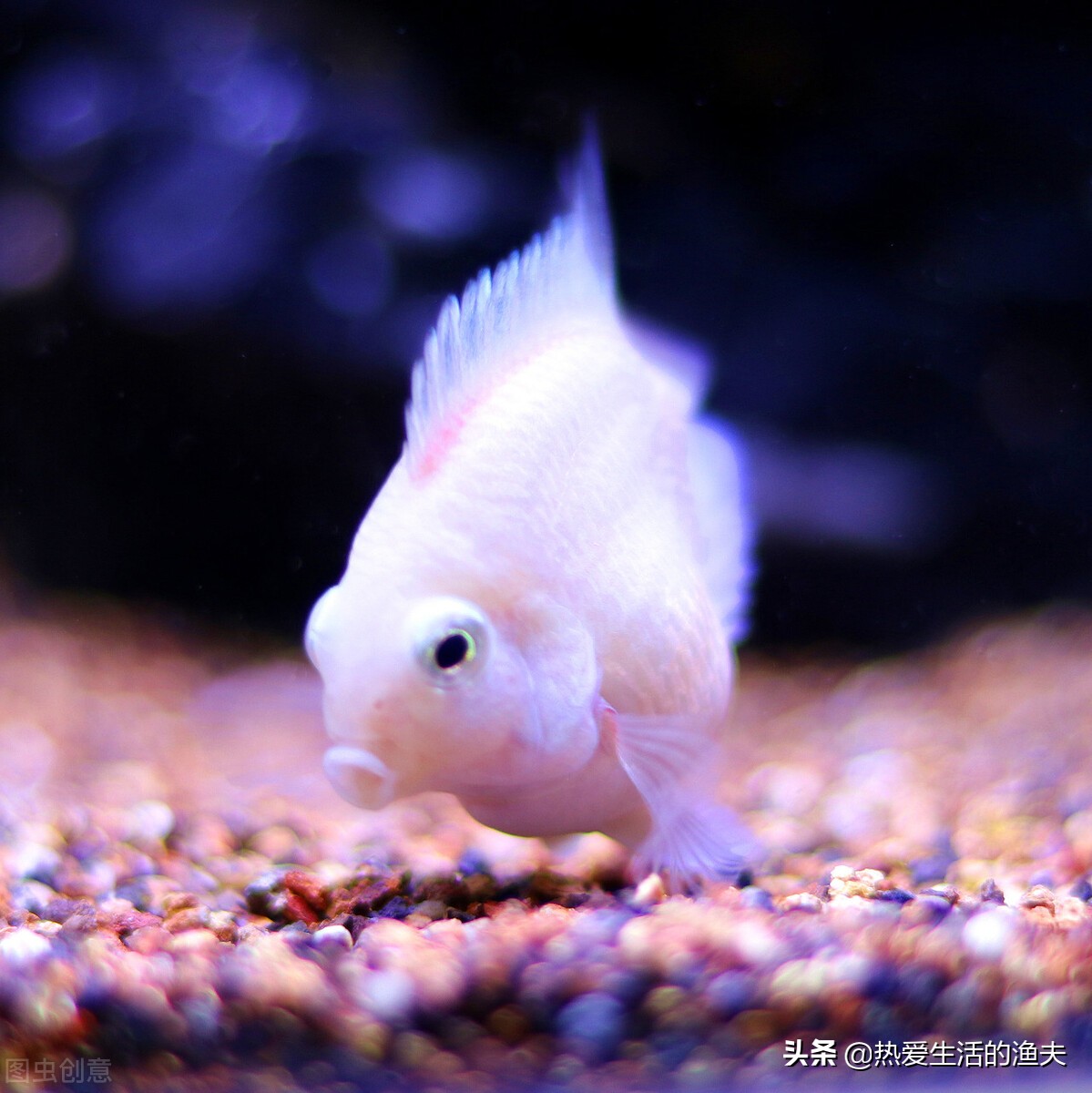 迷你鹦鹉鱼养殖方法怎么养,迷你鹦鹉鱼和什么鱼同养