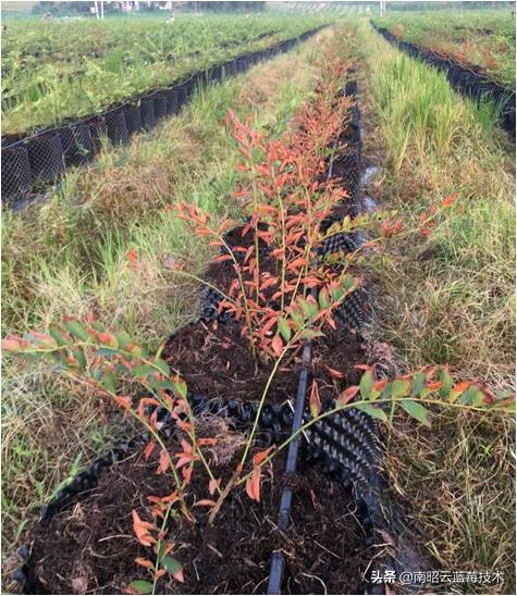 蓝莓叶片边缘焦枯是什么病害,蓝莓在高温下有哪些病害