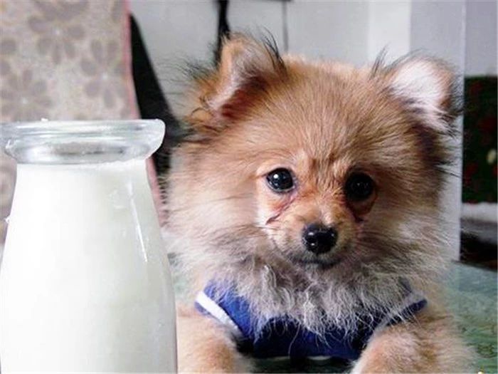 狗狗为啥不能喝小米粥,狗狗为何不可以吃番茄