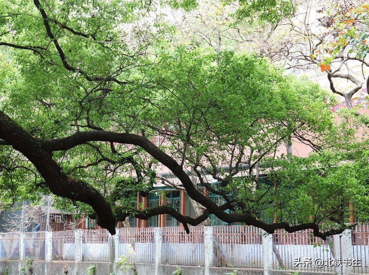 广州市有哪些特色古村,广州古村落排名