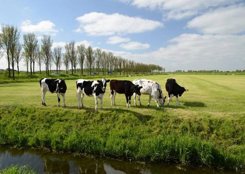 新西兰牧场黄金奶源带,奶粉黄金奶源
