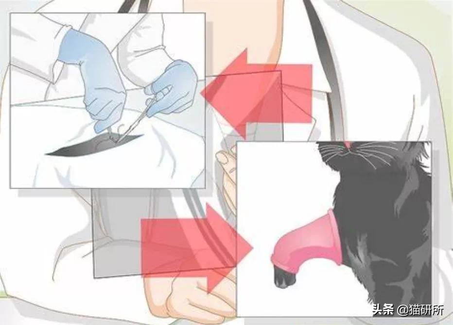 猫咪摔骨折了治疗需要多少钱,猫咪骨折吃什么东西恢复得快