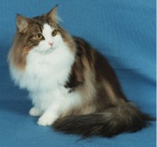 黄色背脖子白色的猫猫是啥种类,猫猫种类价格