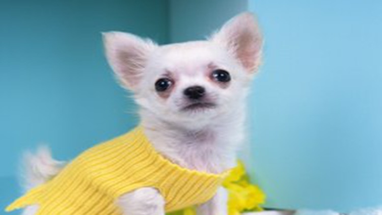 吉娃娃固定神器,吉娃娃正确玩法视频