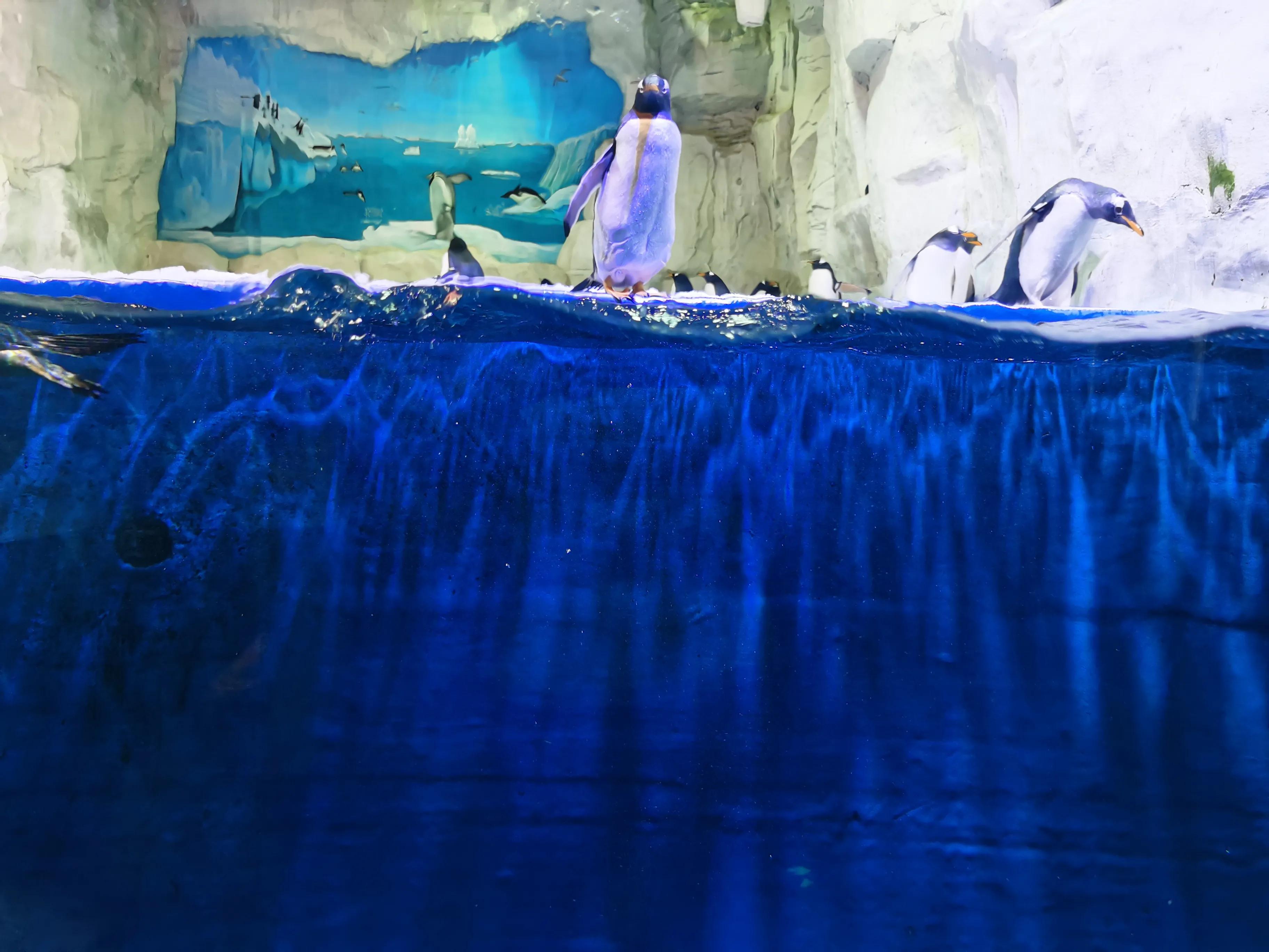 华夏文旅5d飞越丝路观看需要多久,西安华夏文旅丝路飞跃