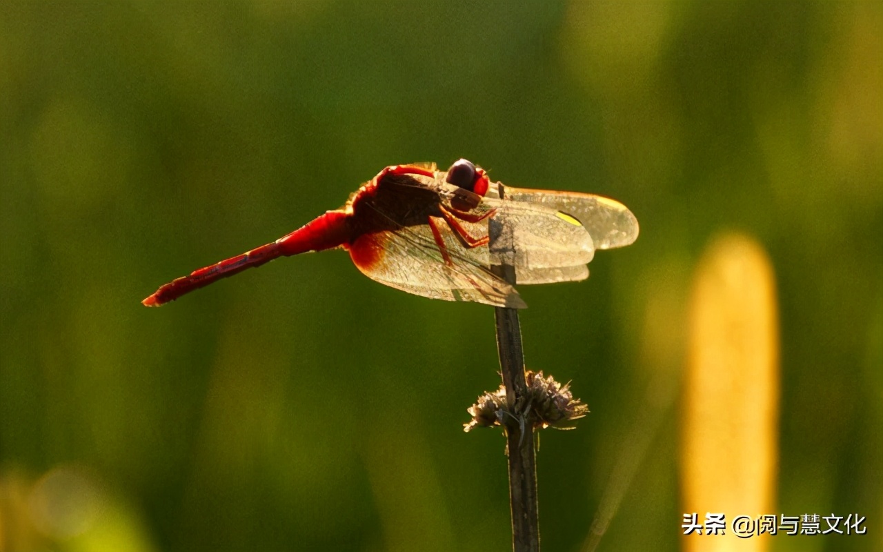 寸草心报得三春晖修辞方法,谁言寸草心报得三春晖的修辞方法
