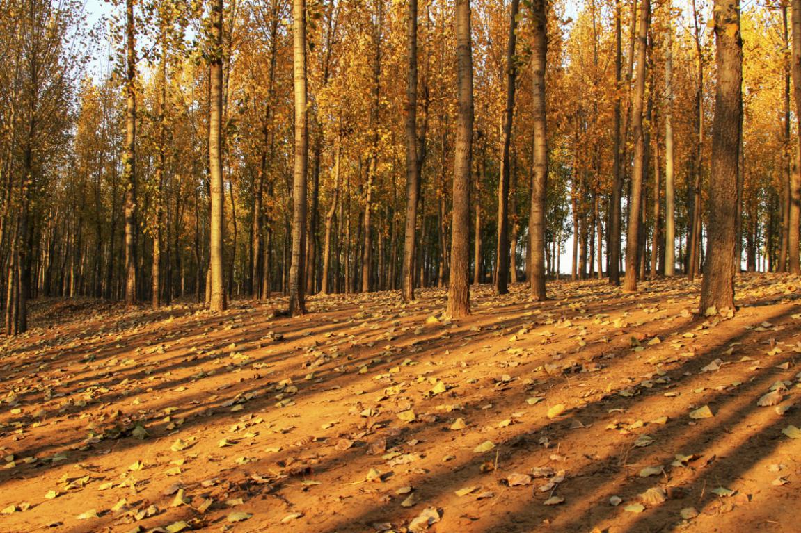 沧州旅游攻略详解,沧州旅发大会游玩攻略