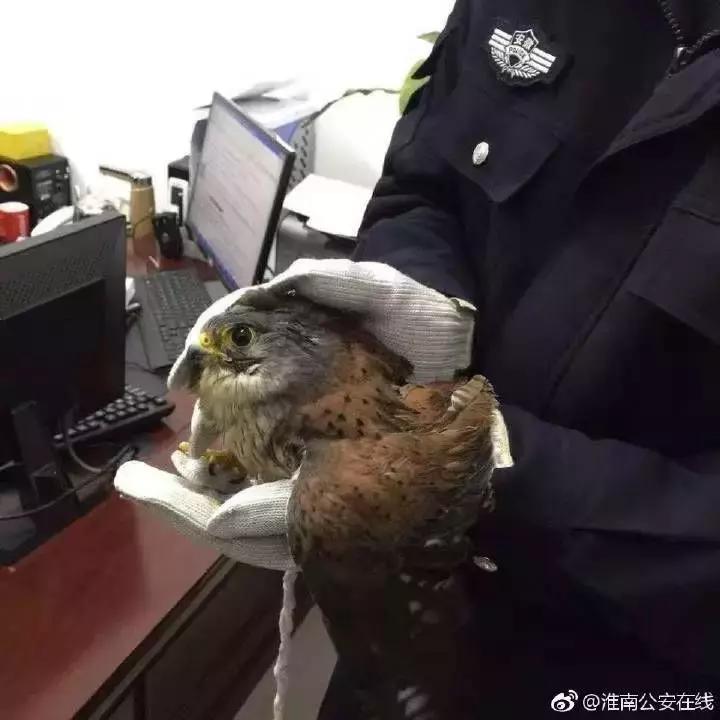 还没看《神奇动物在哪里》？没关系，你错过的神奇动物都在这里