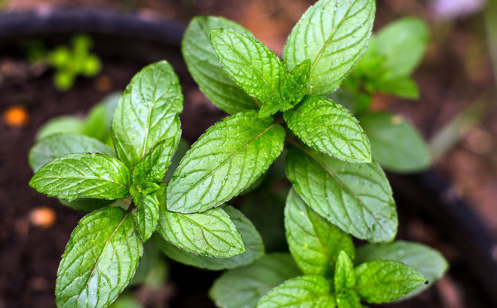 盆栽薄荷和食用薄荷有差别吗,可以吃的薄荷怎么种植