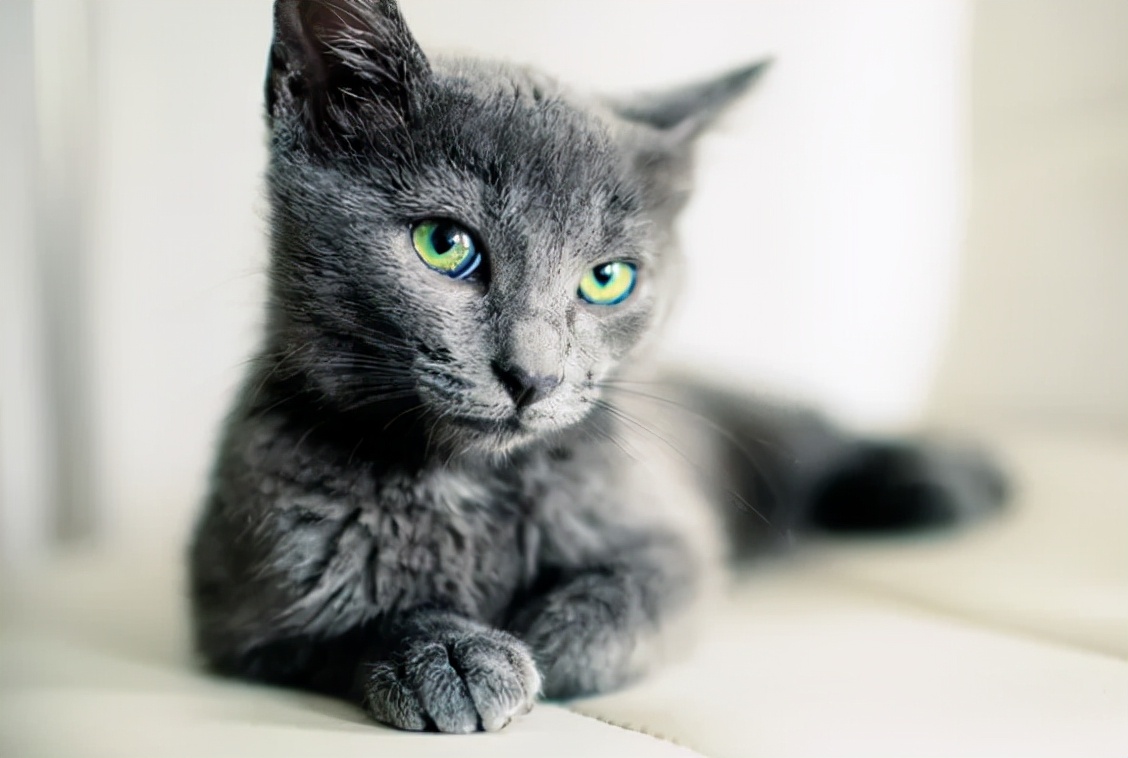 世界公认十种最可爱的猫,十种最可爱的猫