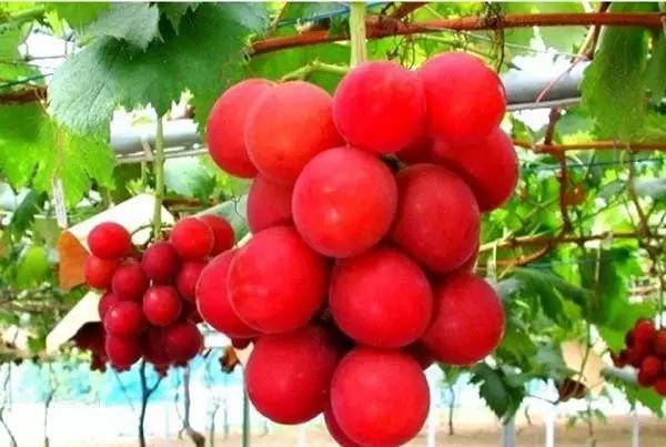 日本人就从来不抱怨苹果太贵