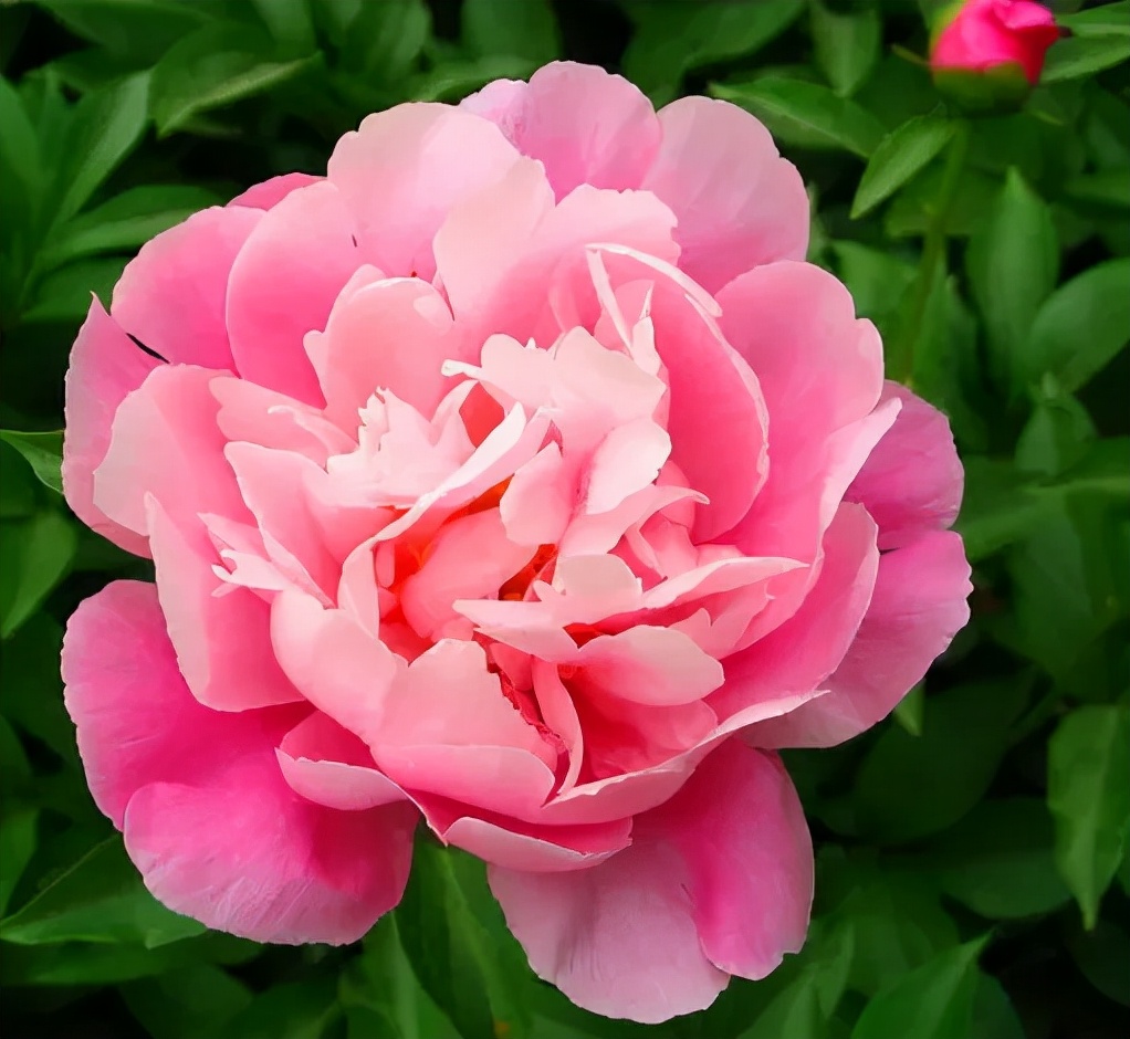 诗佳秀孝惠润护肤品怎么样,诗佳秀韩国官网