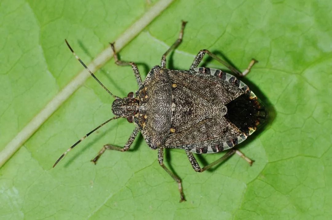 为什么香菜那么臭要叫香菜啊,香菜是香的还是苦的