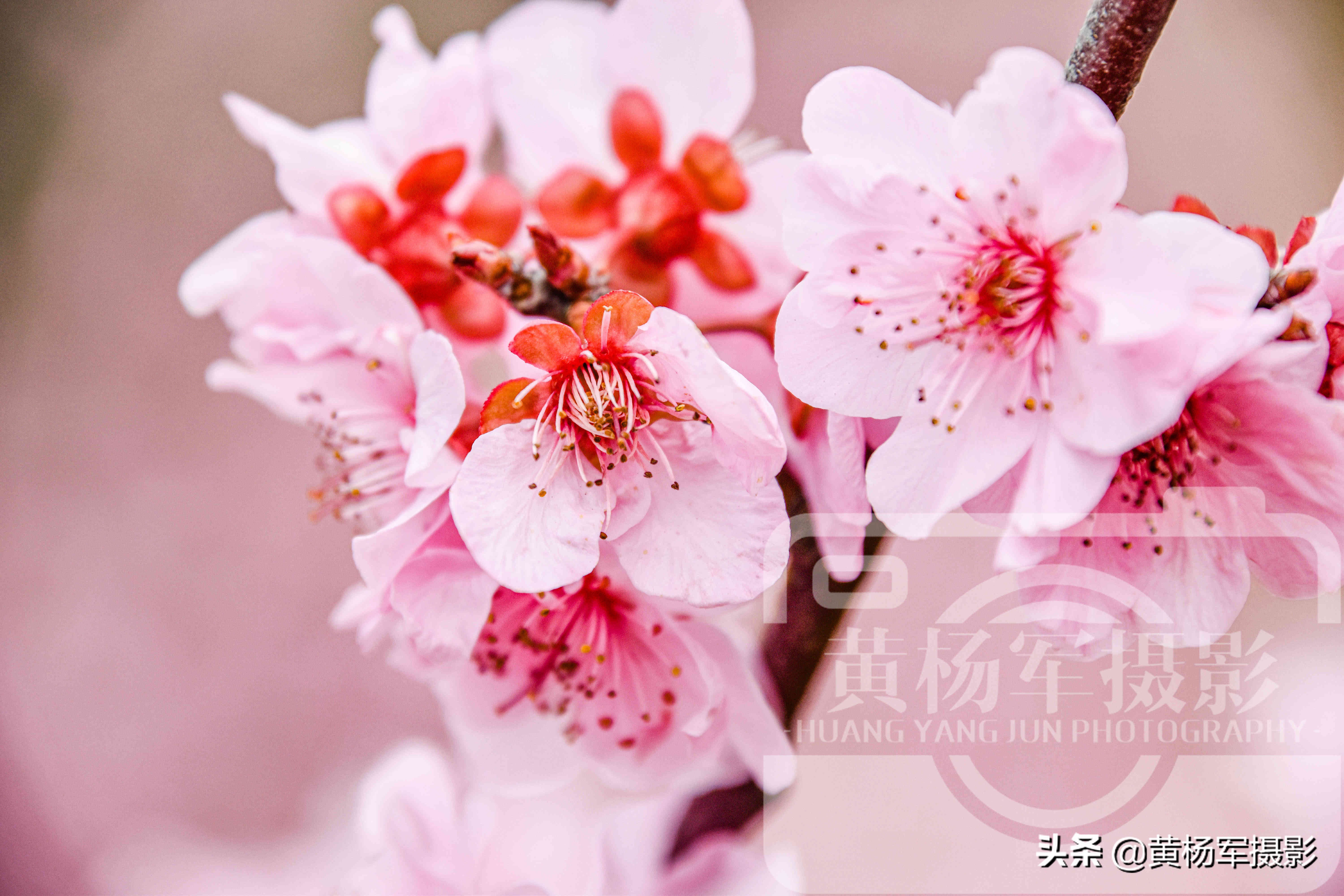 美丽的腊梅梅花,雪天赏梅娇艳的梅花