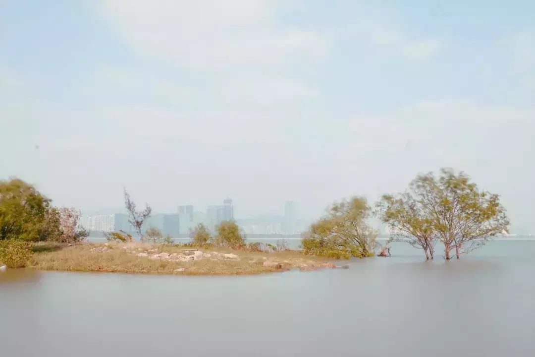 深圳湾公园这里有什么好吃的,深圳湾在哪里