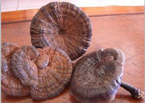 买灵芝孢子粉吃,买灵芝需要注意什么