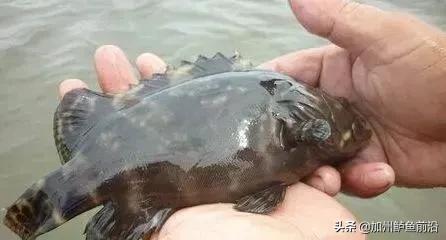 蓝瓜子石斑鱼正常有什么病害,海水养殖石斑鱼常见病害