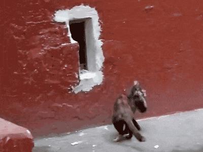 搞笑gif你们这些城里人太会玩了,搞笑gif逗比的世界你永远理解不了