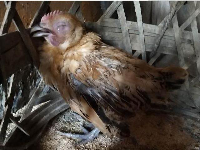 养鸡，教你一个快速鉴别鸡感冒的方法，和治疗的土方，干货分享