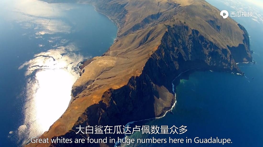 大白鲨是真正的海洋霸主吗,大白鲨演化史