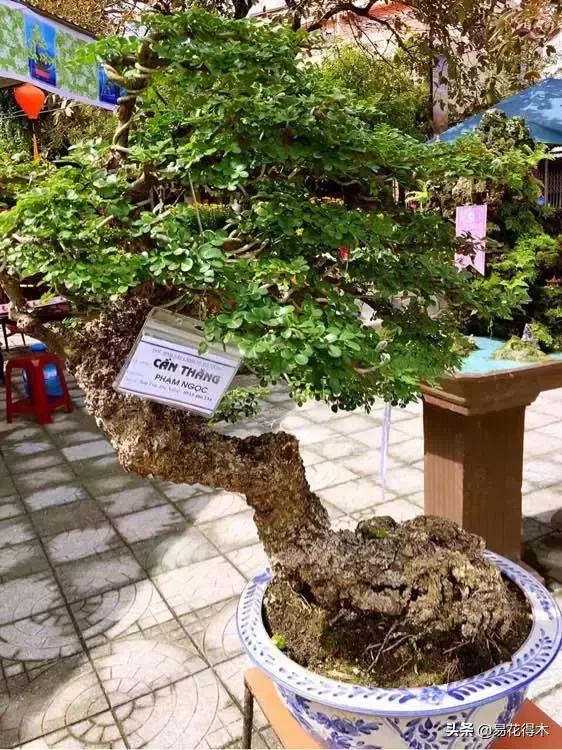 清香木黄叶掉叶是什么原因引起的,清香木盆景黄叶掉叶